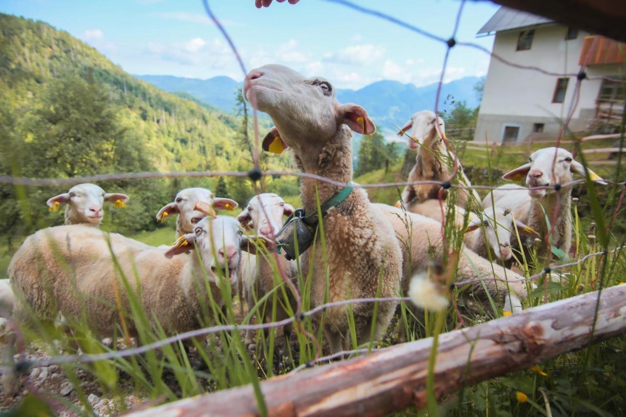 Apartma Gorski Razgled Srednja Vas v Bohinju ภายนอก รูปภาพ